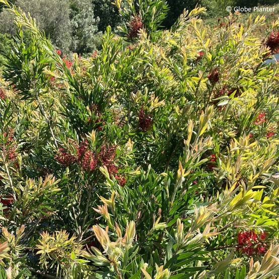 Callistemon Outback Fire - Rince bouteille Pot de 3L/4L