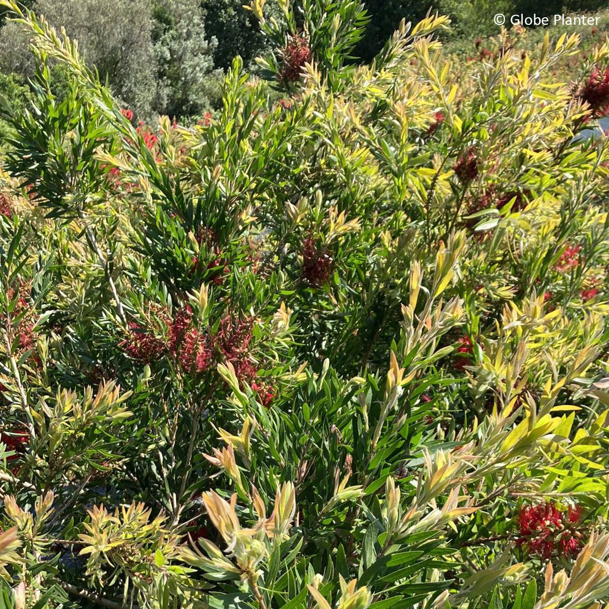 Callistemon Outback Fire - Rince bouteille Pot de 3L/4L