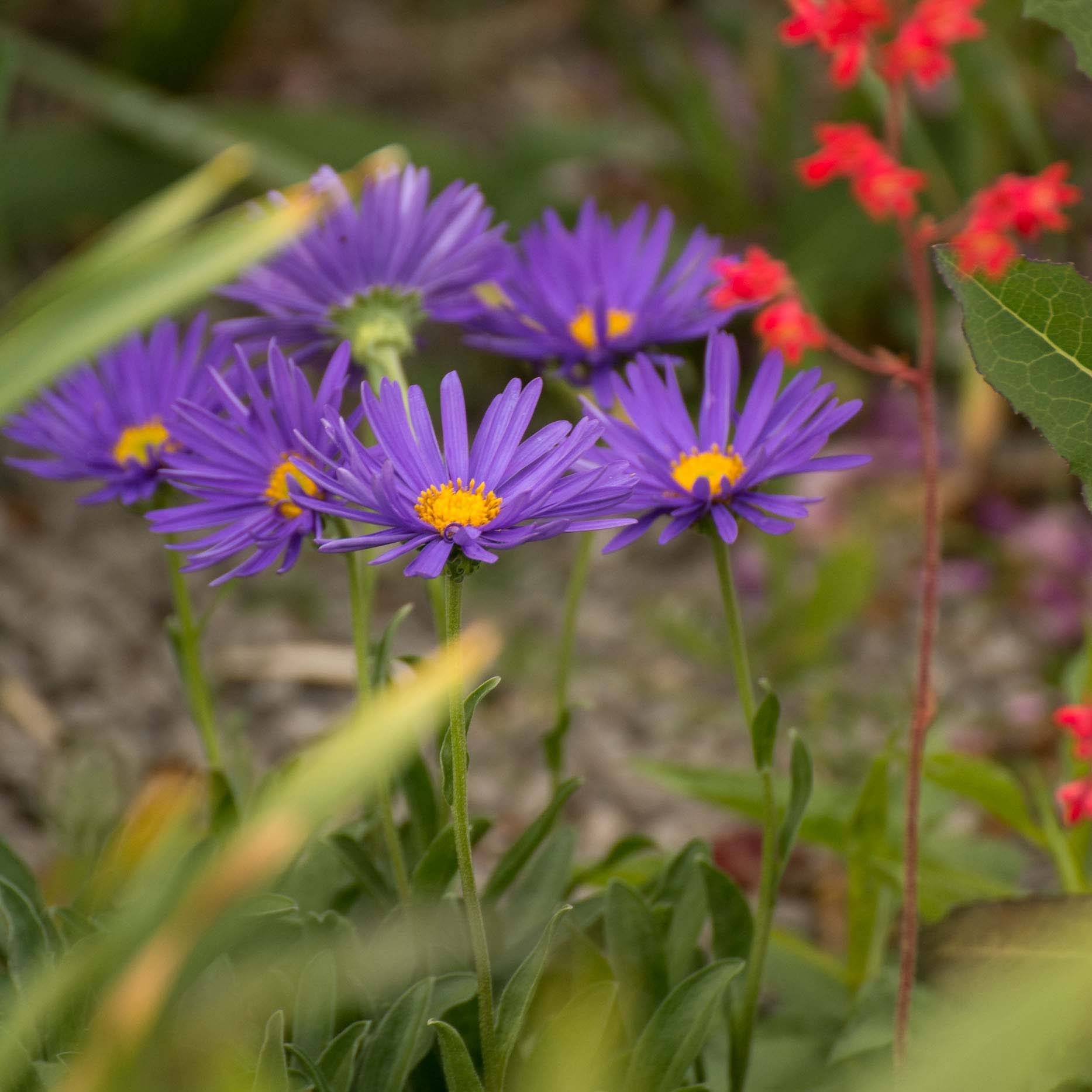 Promesse de Fleurs - Aster alpinus Blue Beauty - Aster des Alpes Godet de 8/9 cm