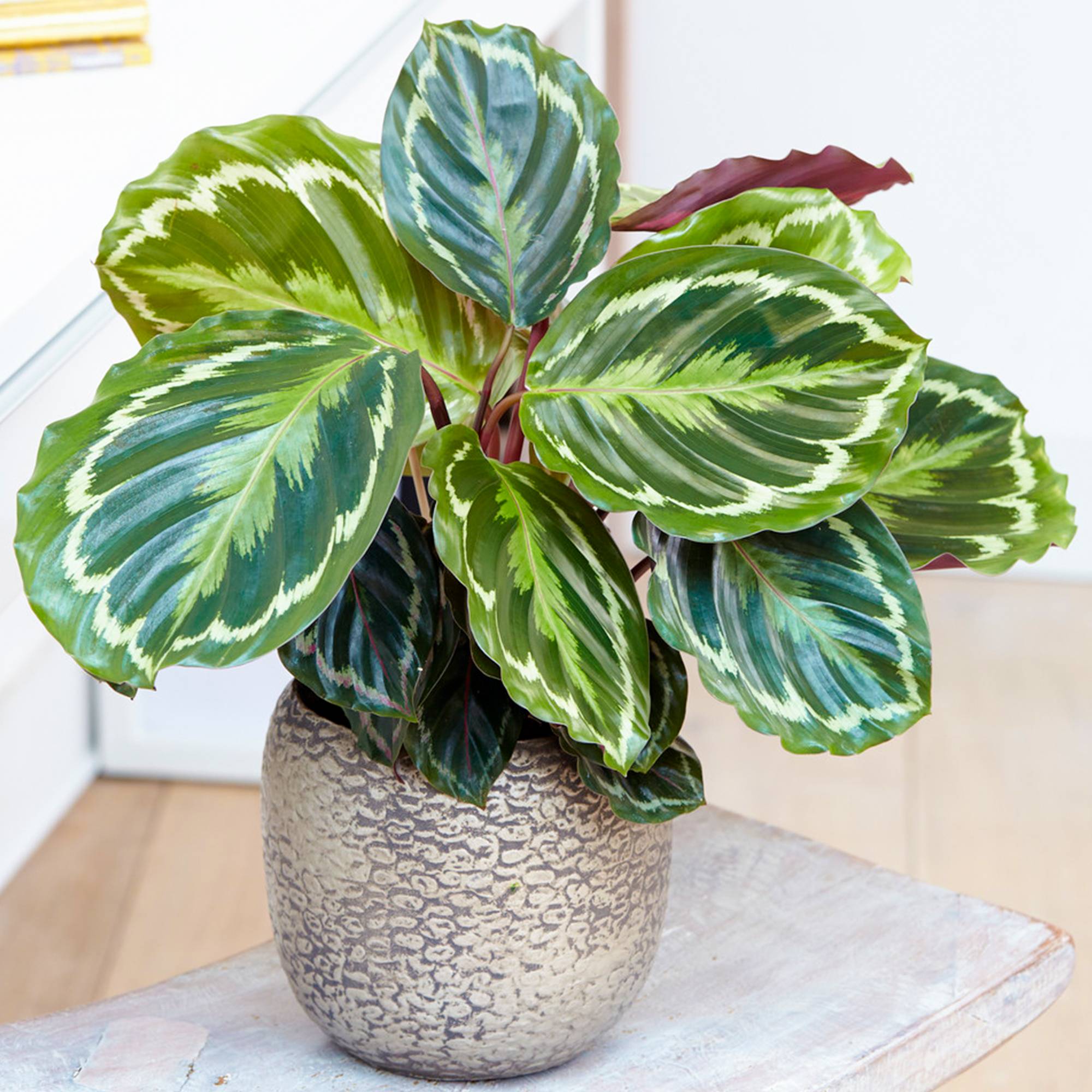 Gardenersdream - Calathea Médaillon À Feuilles Persistantes | Meilleure Plante D'Intérieur | 30-40Cm En Pot - GardenersDream - Image 1