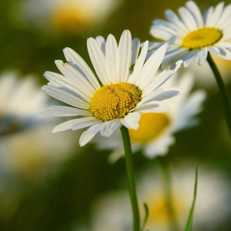 Marguerite d'été Alaska à fleurs Blanche/ - feuillage Caduc - Godet - 5/20 cm - Imagen 4
