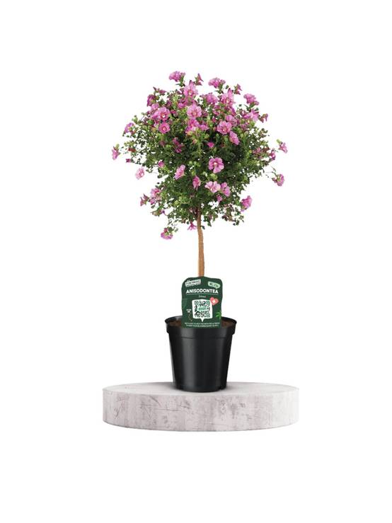 Anisodontea Elegans- La Green Touch - Image 1