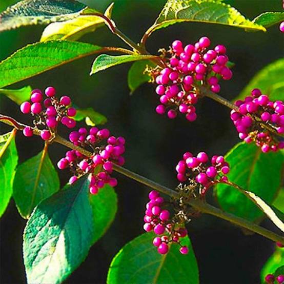 Callicarpe de Bodinier (Callicarpa bodinieri) - Godet - Taille 15/30cm - Pépinières Naudet - Image 1