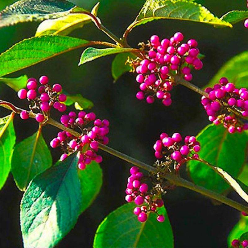 Callicarpe de Bodinier (Callicarpa bodinieri) - Godet - Taille 15/30cm - Pépinières Naudet - Image 1
