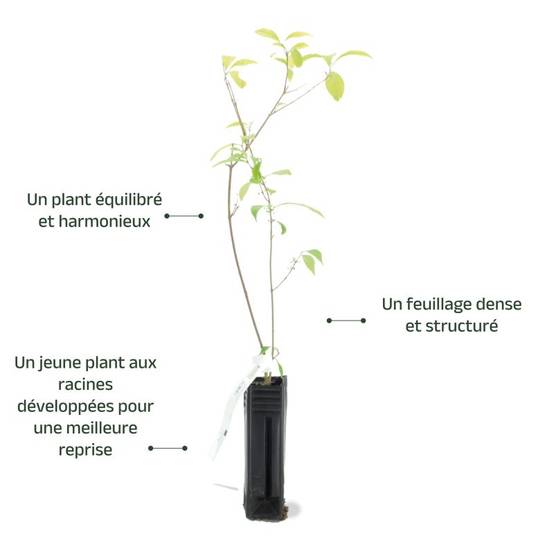 Callicarpe de Bodinier (Callicarpa bodinieri) - Godet - Taille 15/30cm - Pépinières Naudet - Image 3