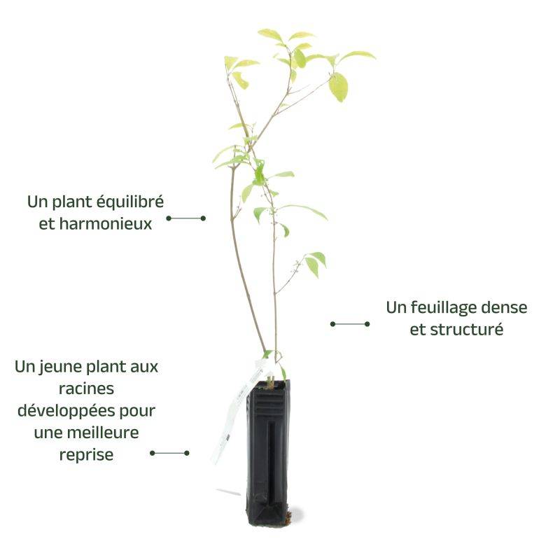 Callicarpe de Bodinier (Callicarpa bodinieri) - Godet - Taille 15/30cm - Pépinières Naudet - Image 3