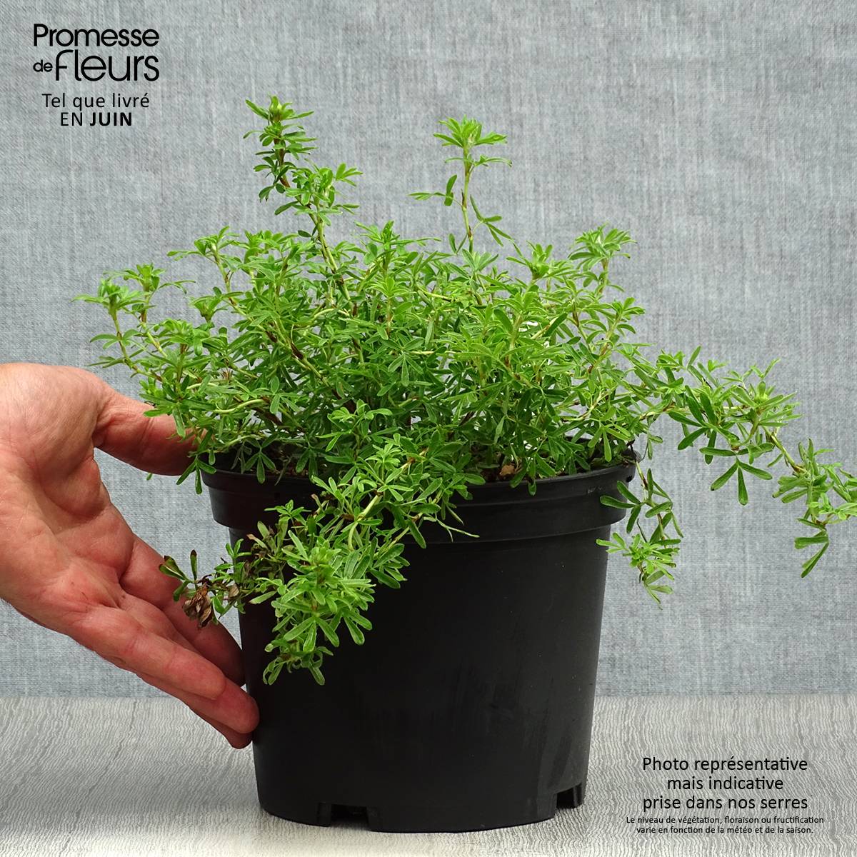 Promesse de Fleurs - Potentille arbustive Bella Sol - Potentilla fruticosa Pot de 2L/3L - Image 2
