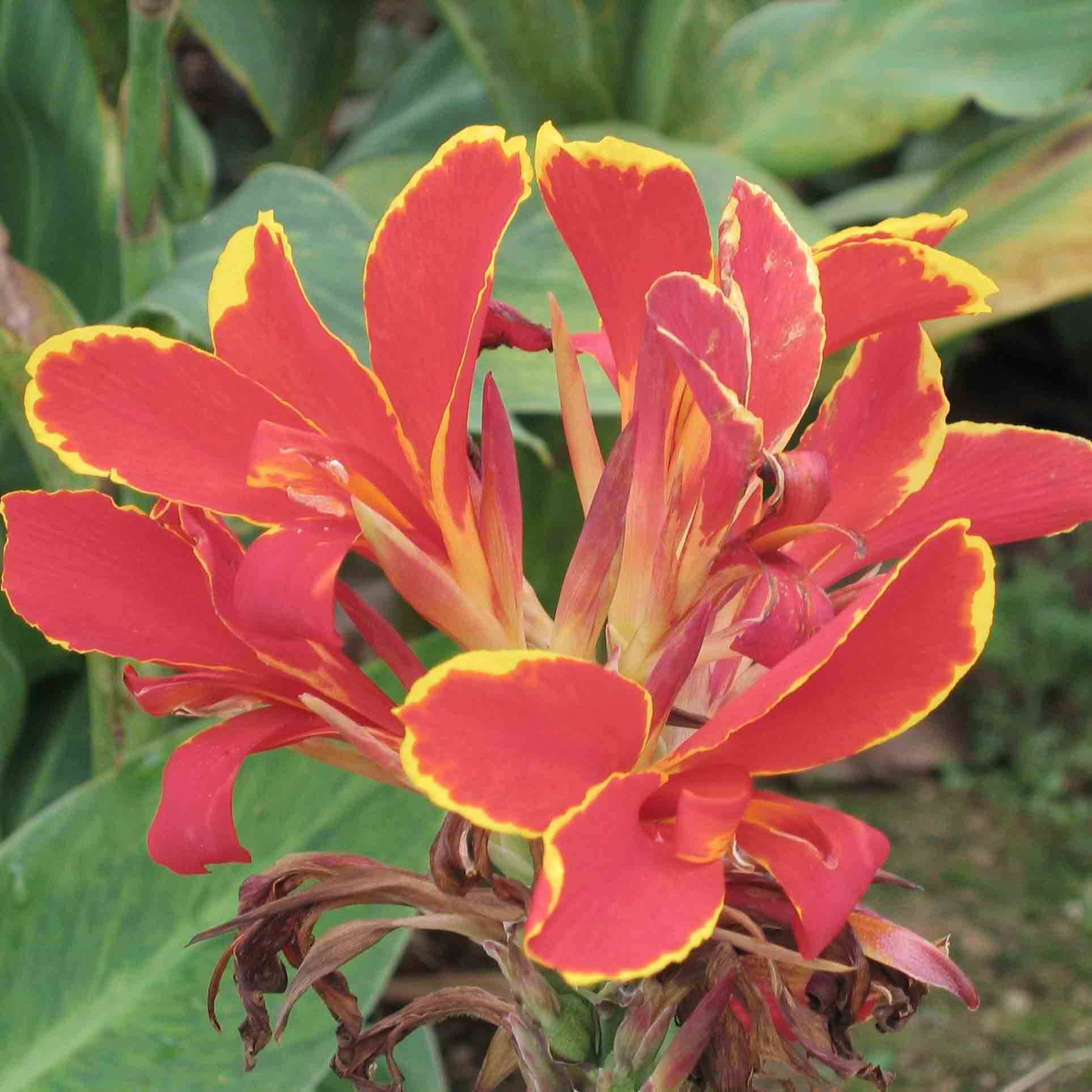 Canna Lucifer - Balisier nain à fleurs rouge liséré de jaune d'or et à feuillage vert moyen. Godet de 8/9 cm calibre I