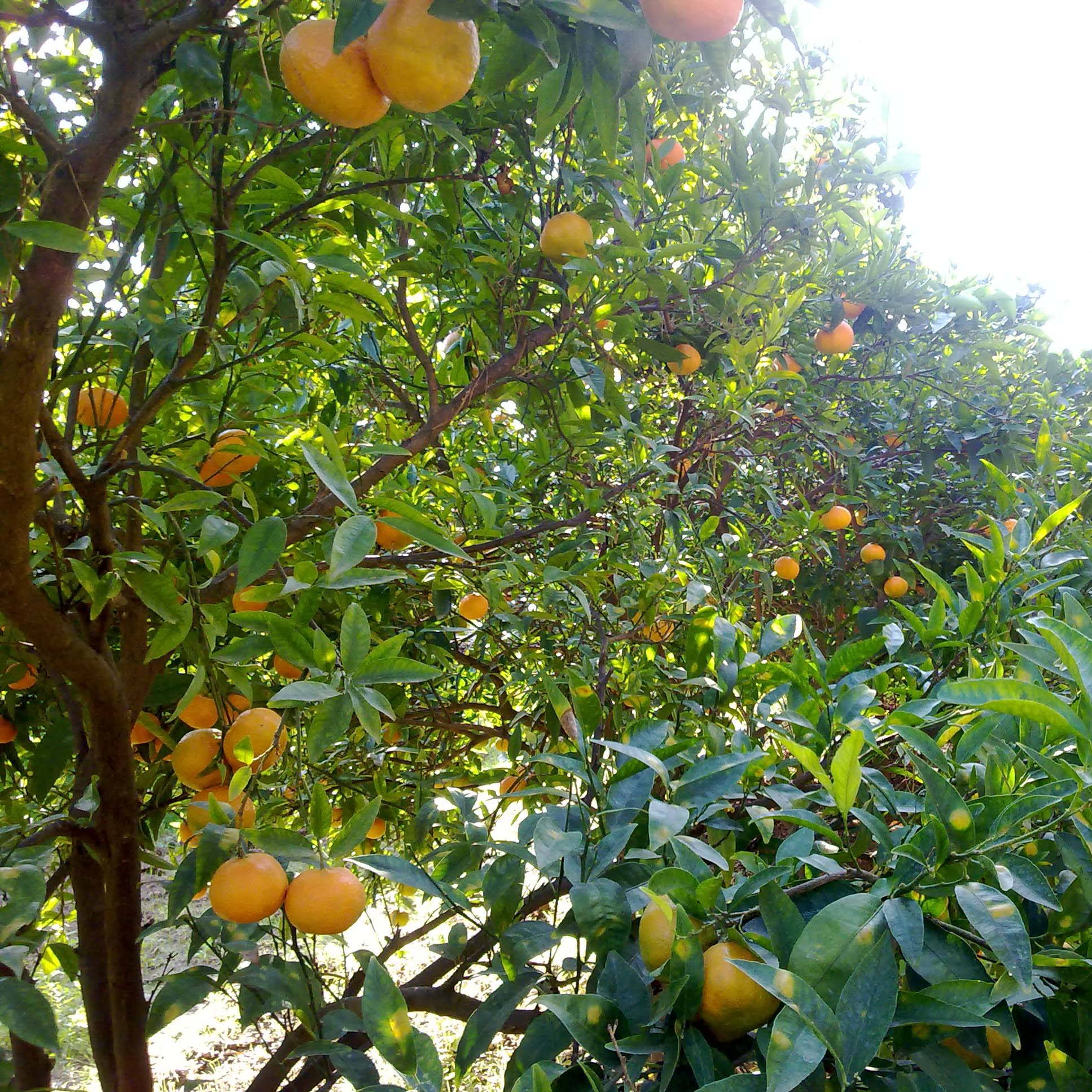 Promesse de Fleurs - Mandarinier Satsuma - Citrus unshiu Pot de 4L/5L, 1/4 de tige