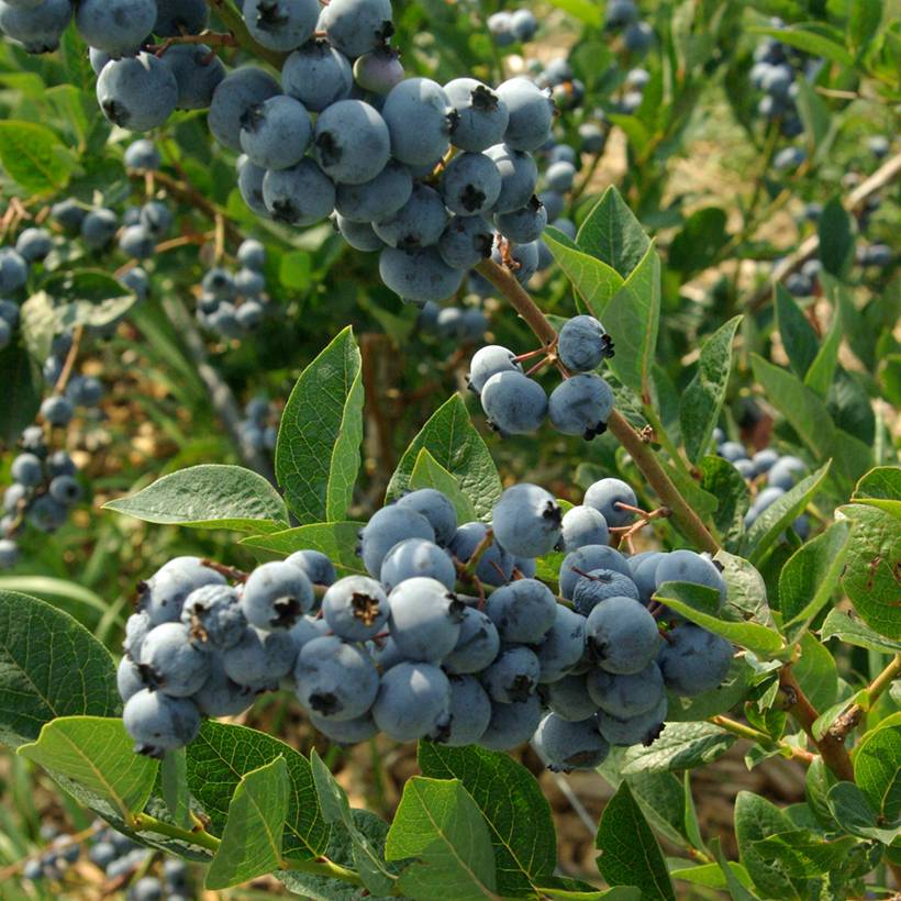 Promesse de Fleurs - Myrtillier d'Amérique Elliott - Vaccinium corymbosum Godet de 8/9 cm, Buisson
