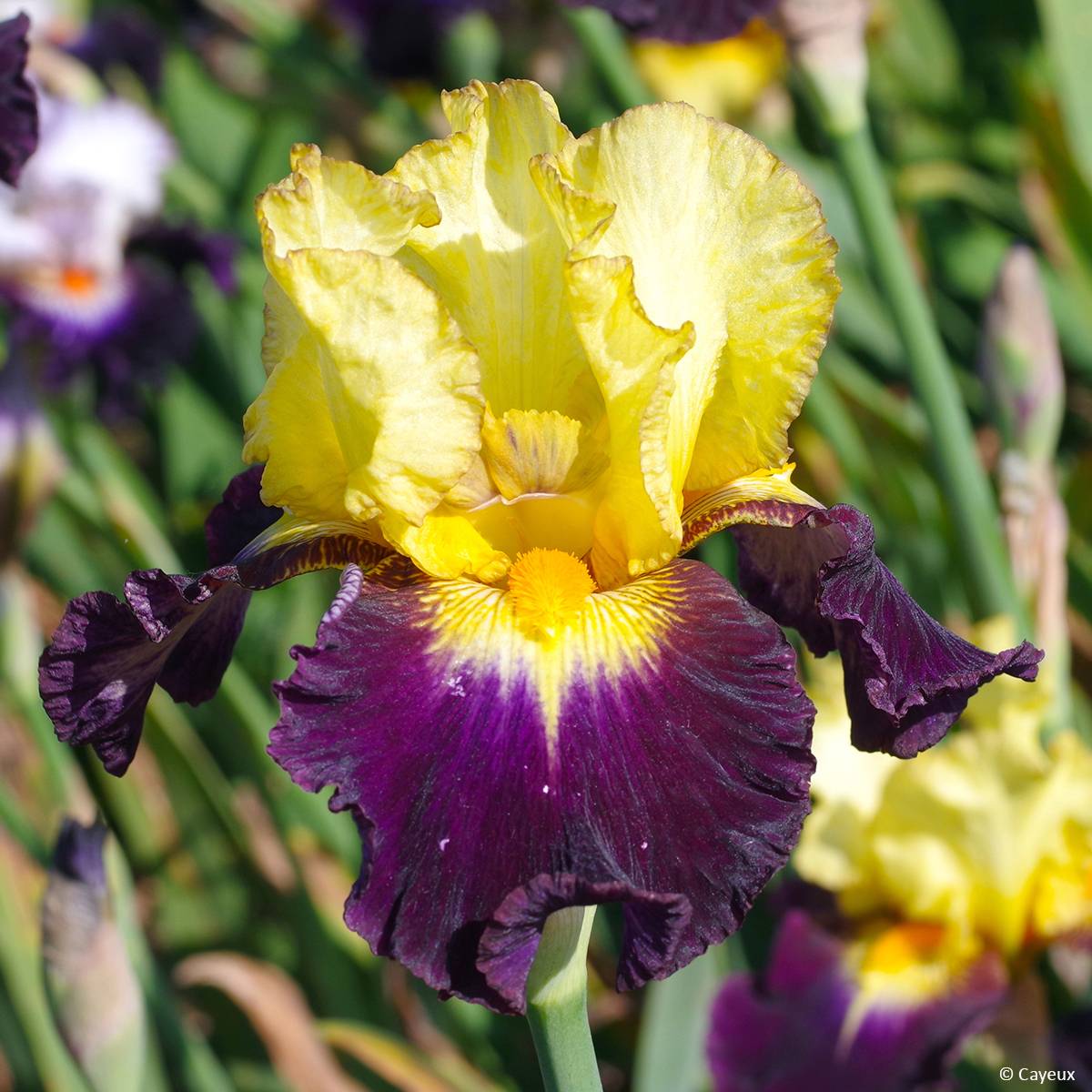 Promesse de Fleurs - Iris germanica Tel Arlequin - Iris des Jardins Rhizome, Calibre 10/15, qualité extra