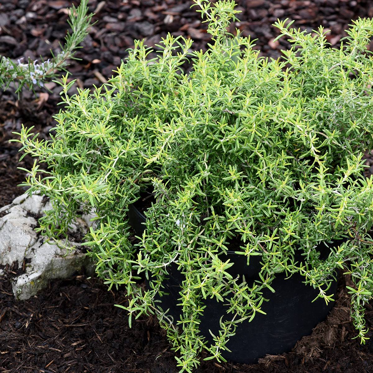 Romarin rampant - Rosmarinus officinalis Capri Godet de 8/9 cm