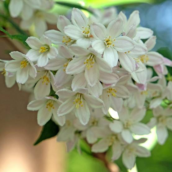Deutzia x lemoinei - Deutzie Godet de 8/9 cm - Image 1