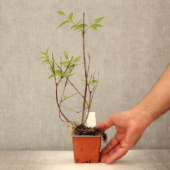 Deutzia x lemoinei - Deutzie Godet de 8/9 cm - Image 2