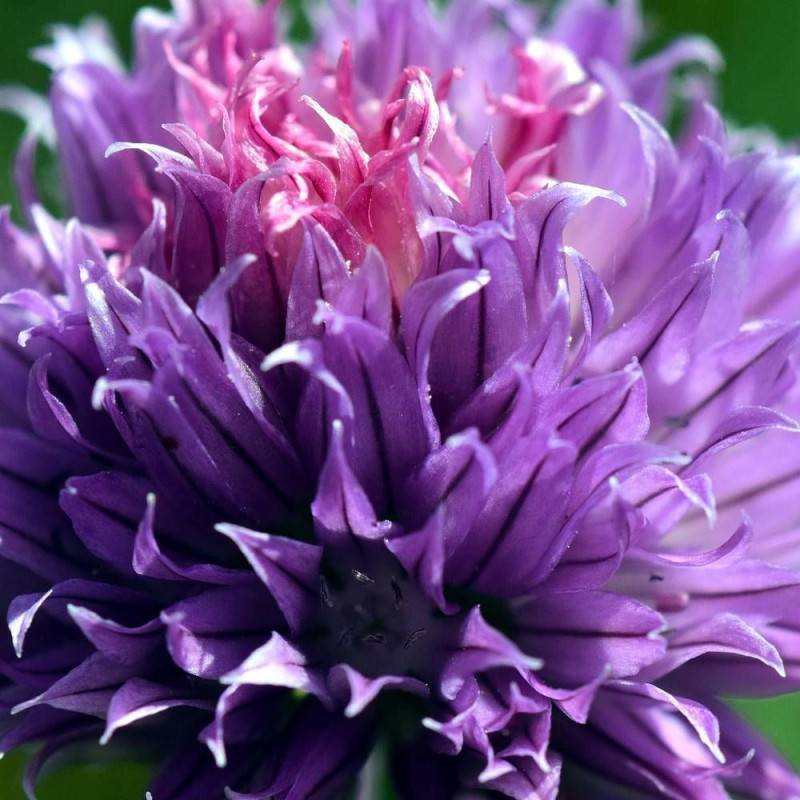 Ciboulette Purple One à fleurs Blanche - feuillage Caduc - Godet - 5/20 cm-  hauteur à maturité De 0,15 m à 0,50 m - Imagen 5