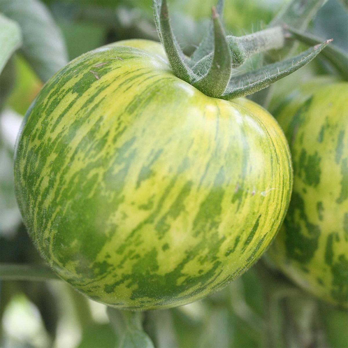 Tomate Green Zebra Bio - Ferme de Sainte Marthe le sachet de 50 graines environ