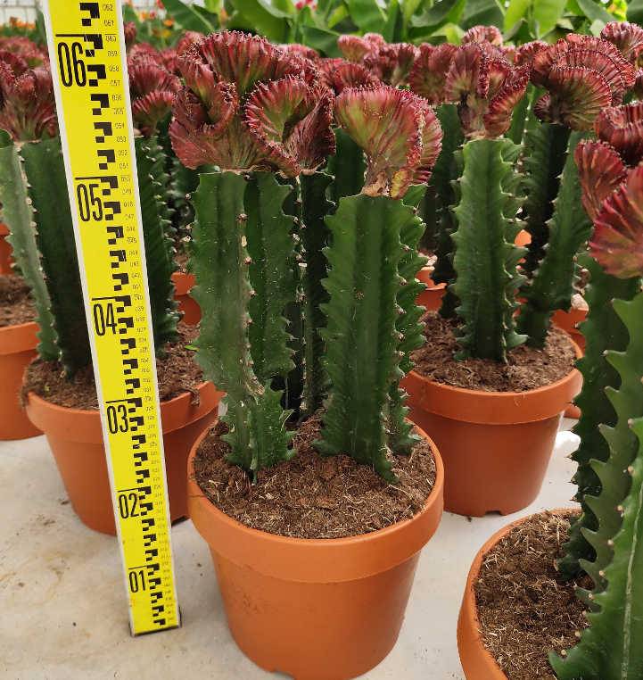 0 - Euphorbia lactea 'Cristata' Pot de 8 litres - 60/80 cm - Image 2