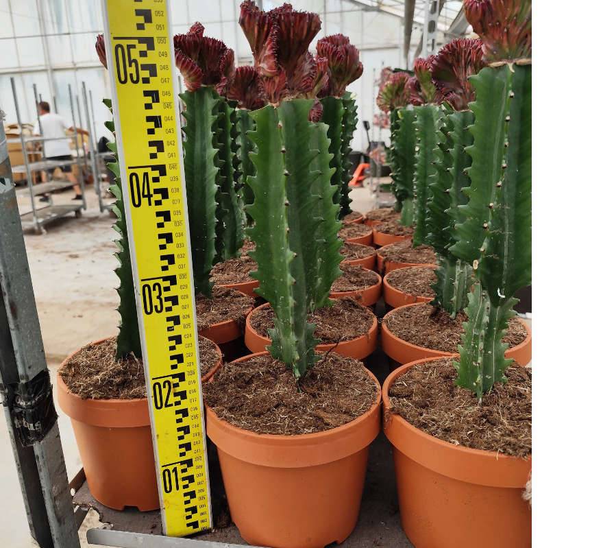 0 - Euphorbia lactea 'Cristata' Pot de 8 litres - 60/80 cm - Image 1
