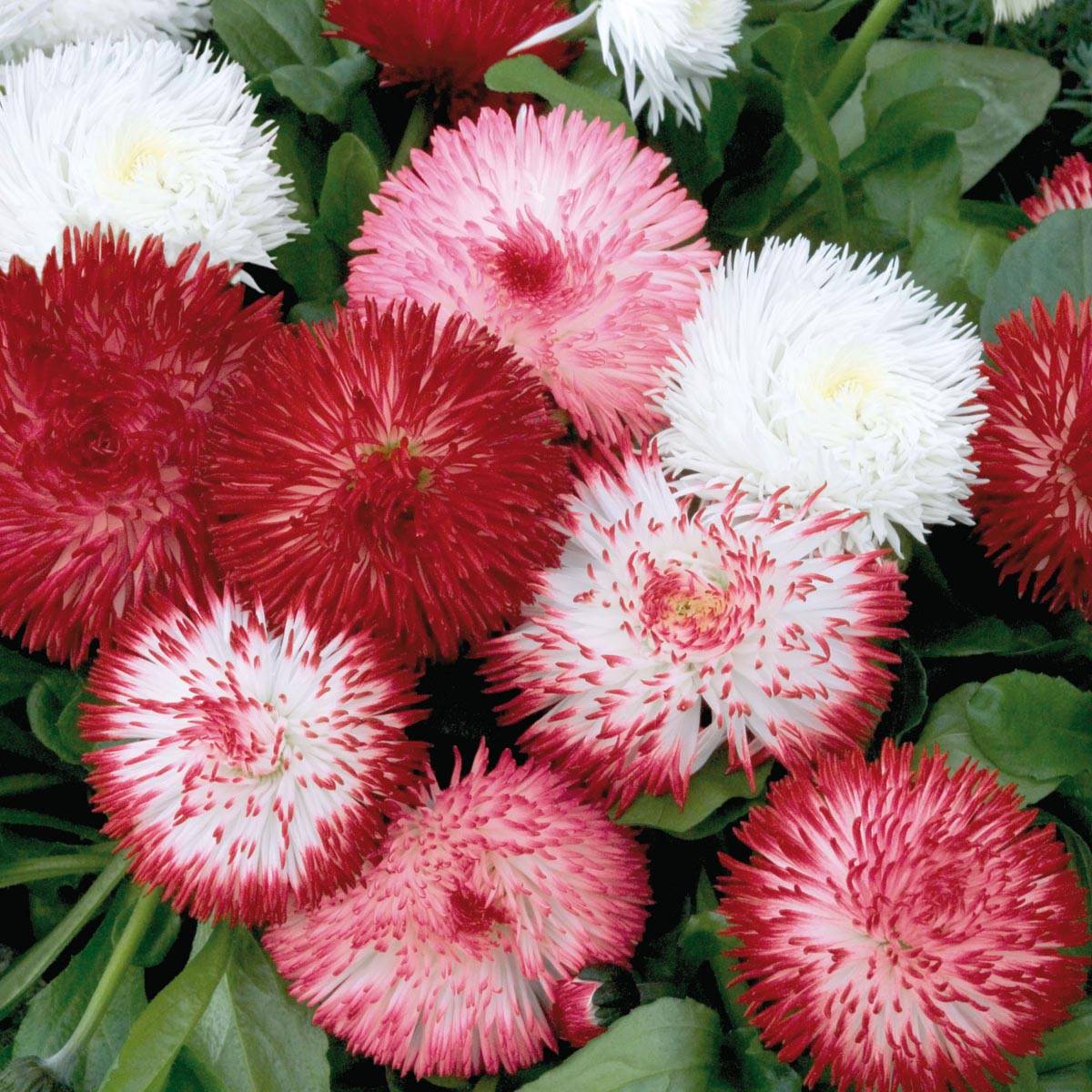 Promesse de Fleurs - Pâquerette Habanera en mélange Mini-motte- Bellis perennis Mini-motte Ø 1,5/2,5 cm, Plant vert de 3 à 5 cm de haut environ (par 5)