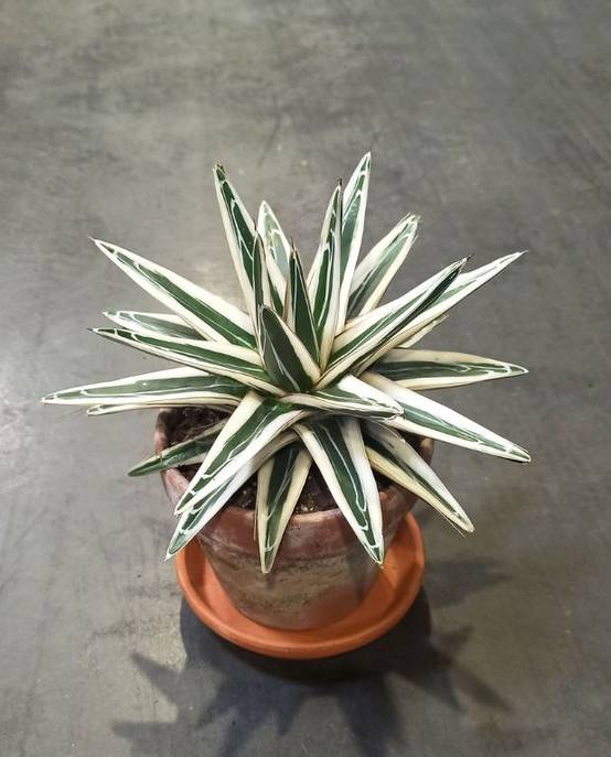 Agave victoriae-reginae White Rhino D. 15cm H. 15cm - Plante d'intérieur - IndoorPoppies - Image 1
