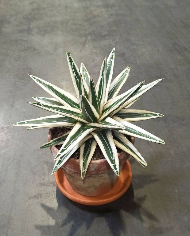 Agave victoriae-reginae White Rhino D. 15cm H. 15cm - Plante d'intérieur - IndoorPoppies - Image 1