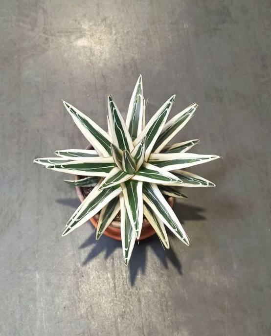Agave victoriae-reginae White Rhino D. 15cm H. 15cm - Plante d'intérieur - IndoorPoppies - Image 3