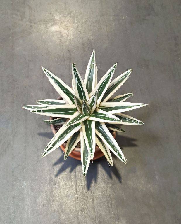 Agave victoriae-reginae White Rhino D. 15cm H. 15cm - Plante d'intérieur - IndoorPoppies - Image 3