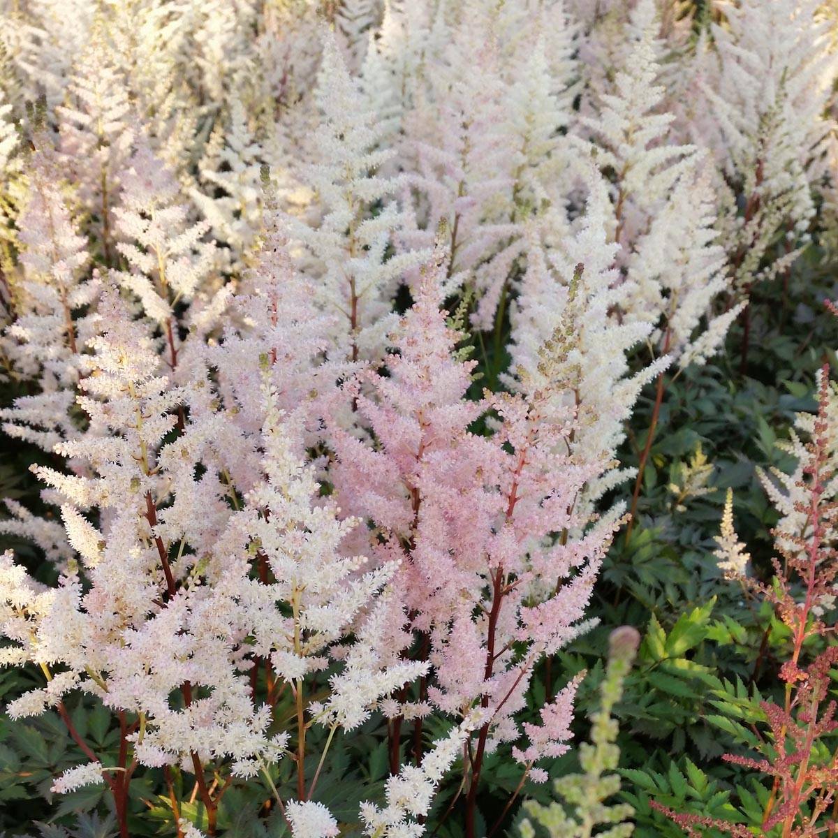 Promesse de Fleurs - Astilbe arendsii Bumalda Godet de 8/9 cm