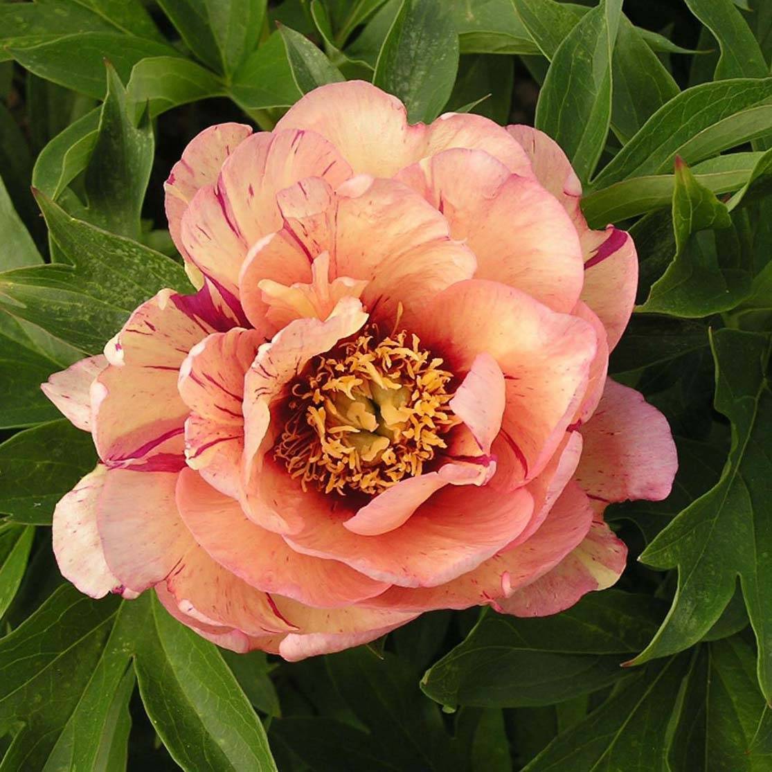 Pivoine Itoh Callies Memory Pot de 3L/4L