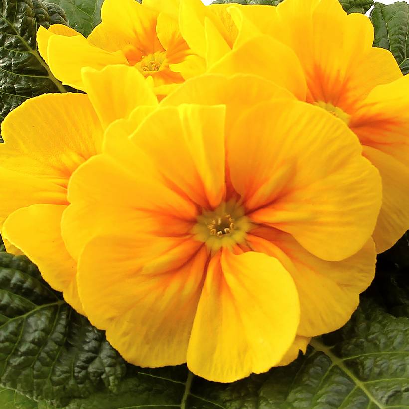Promesse de Fleurs - Primevère Rambo F1 Yellow Gold - Primula acaulis Mini-motte Ø 1,5/2,5 cm (par 5)