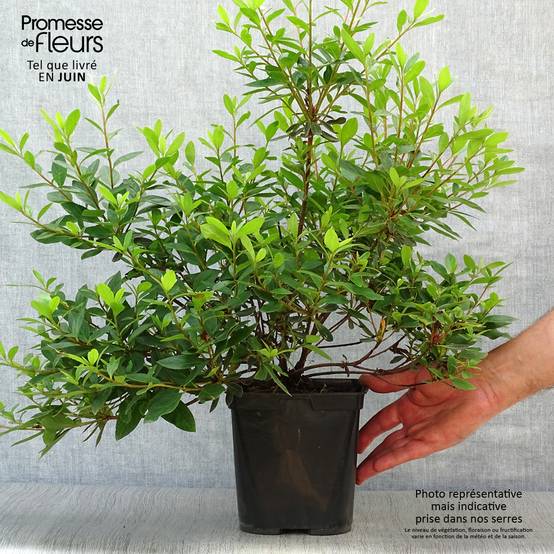 Promesse de Fleurs - Azalée japonaise Tamanini - Rhododendron hybride Pot de 2L/3L - Image 2