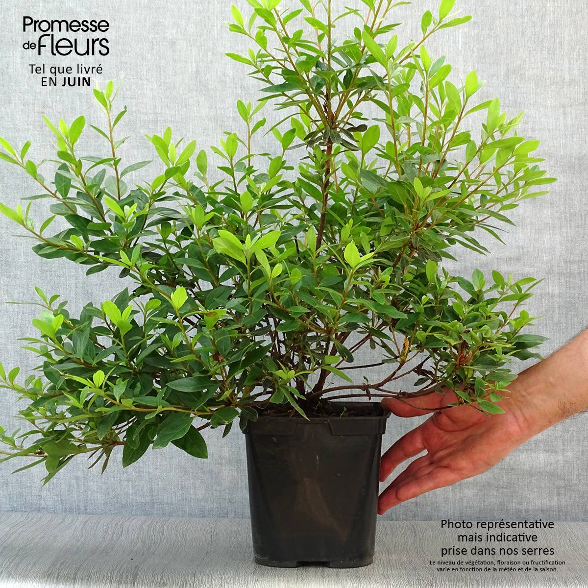 Promesse de Fleurs - Azalée japonaise Tamanini - Rhododendron hybride Pot de 2L/3L - Image 2