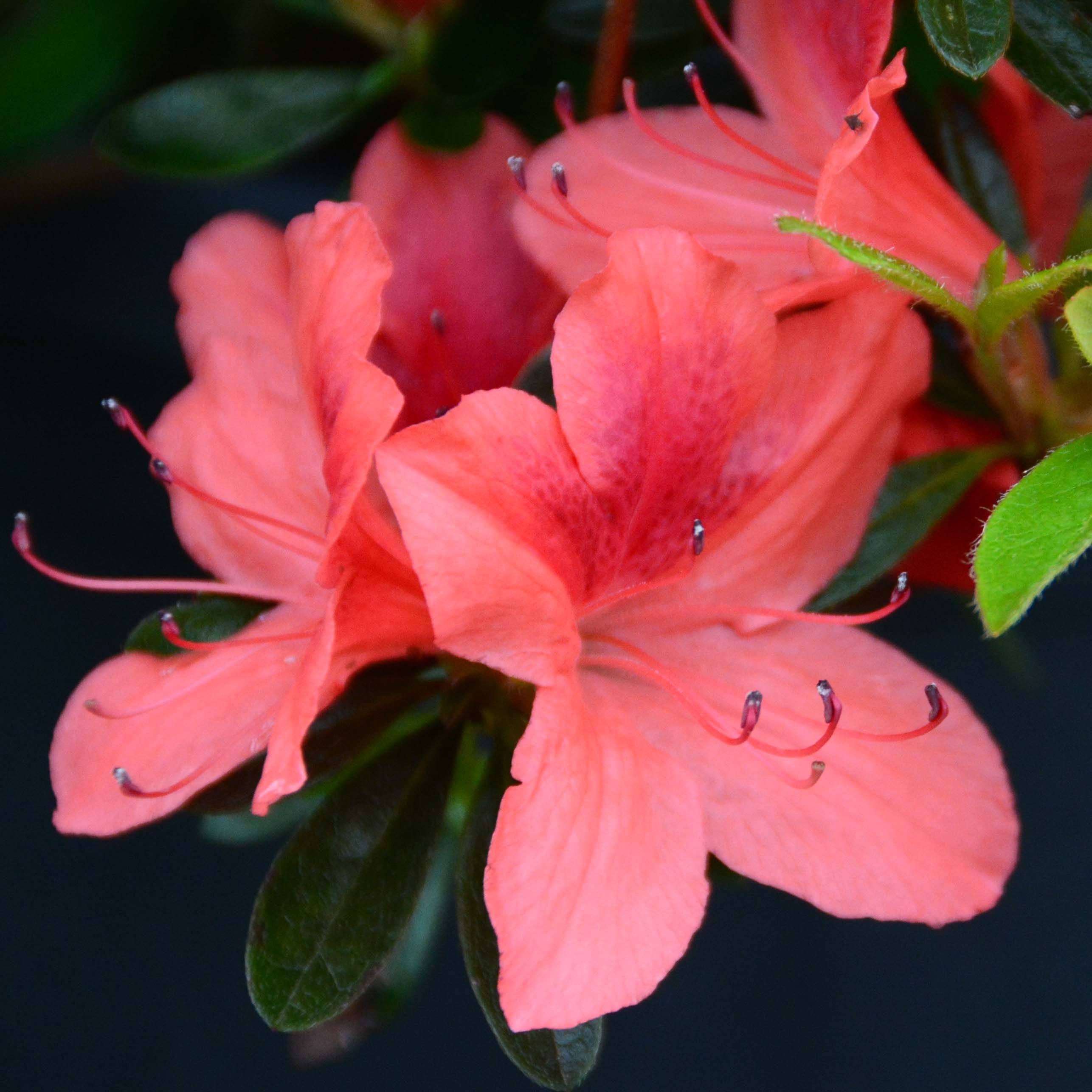 Promesse de Fleurs - Azalée japonaise Tamanini - Rhododendron hybride Pot de 2L/3L - Image 1