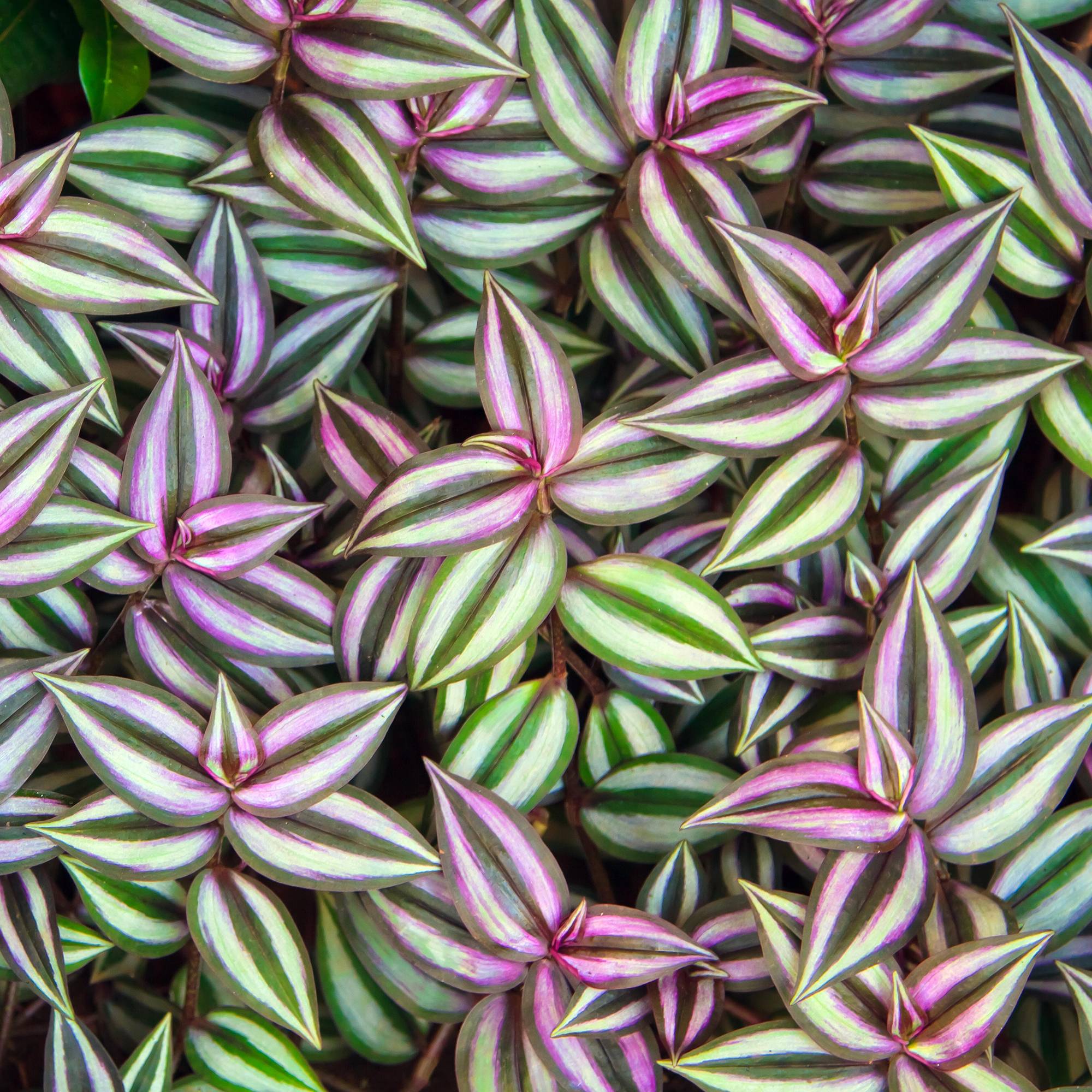 Gardenersdream - Tradescantia Zebrina À Feuilles Persistantes En Pot | Vente Cadeaux Plantes (15-25Cm Pot Inclus) - GardenersDream - Imagen 1