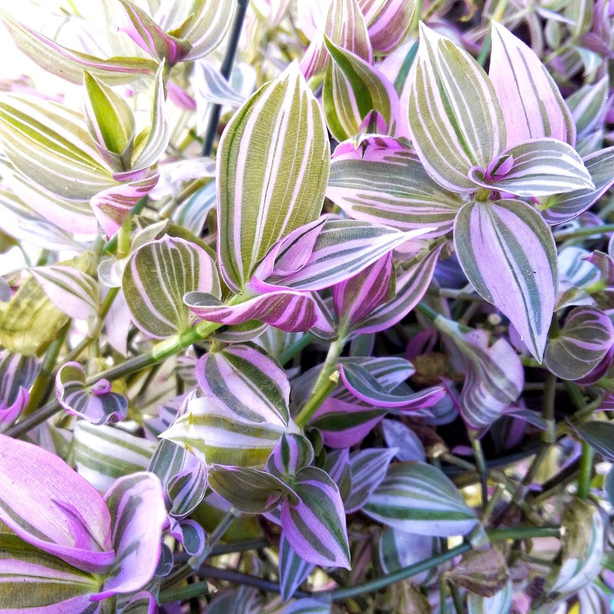 Gardenersdream - Tradescantia Zebrina À Feuilles Persistantes En Pot | Vente Cadeaux Plantes (15-25Cm Pot Inclus) - GardenersDream - Imagen 3