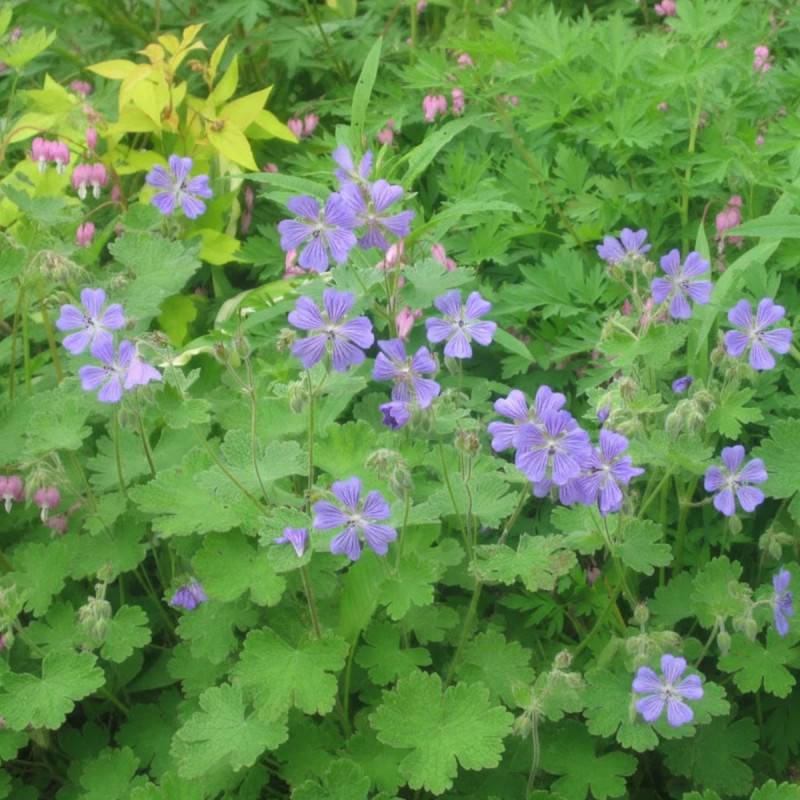 Géranium vivace Philippe Vapelle à fleurs Bleue/ - feuillage Persistant - Godet - 5/20 cm - Imagen 1