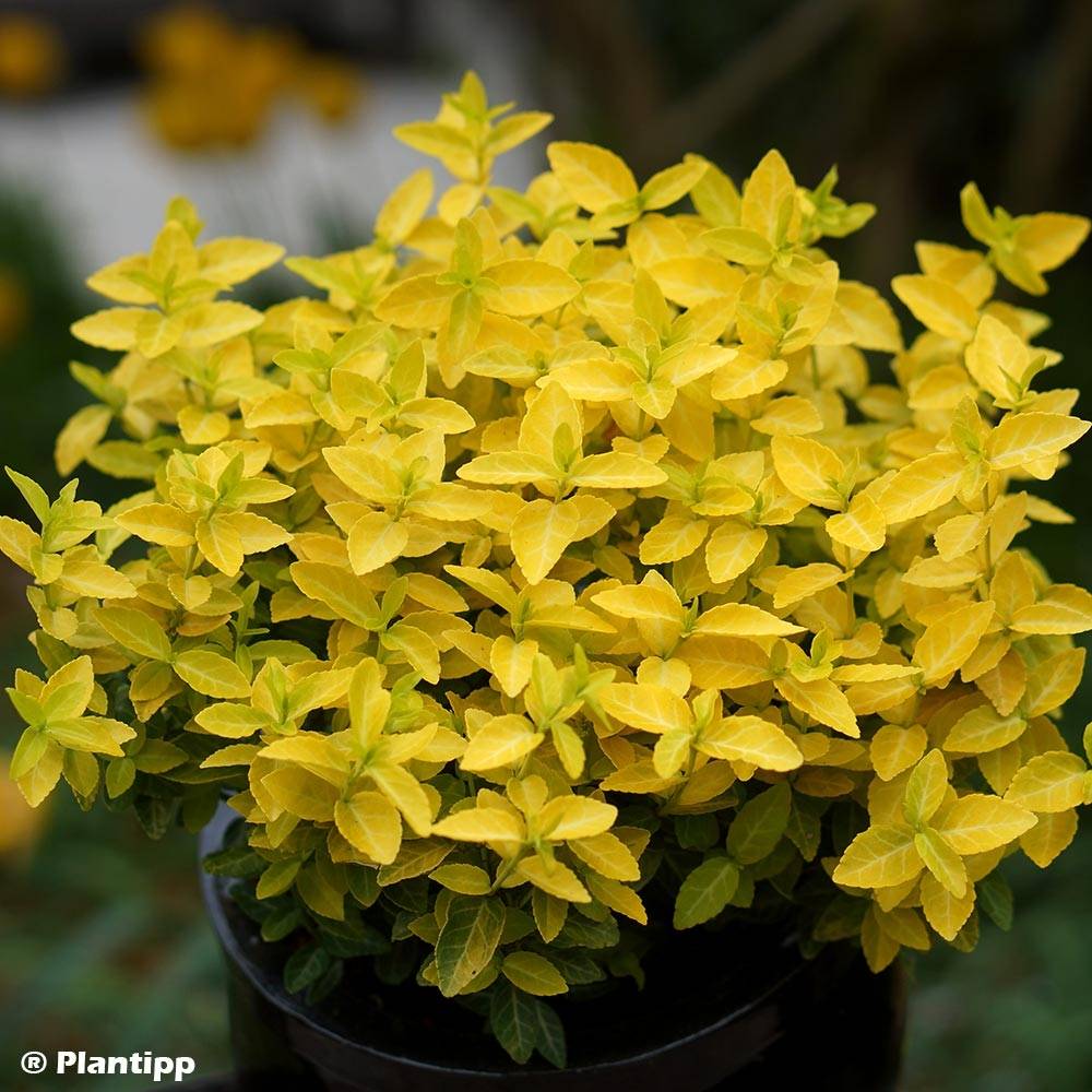 Promesse de Fleurs - Euonymus fortunei Goldy - Fusain persistant Pot de 3L/4L