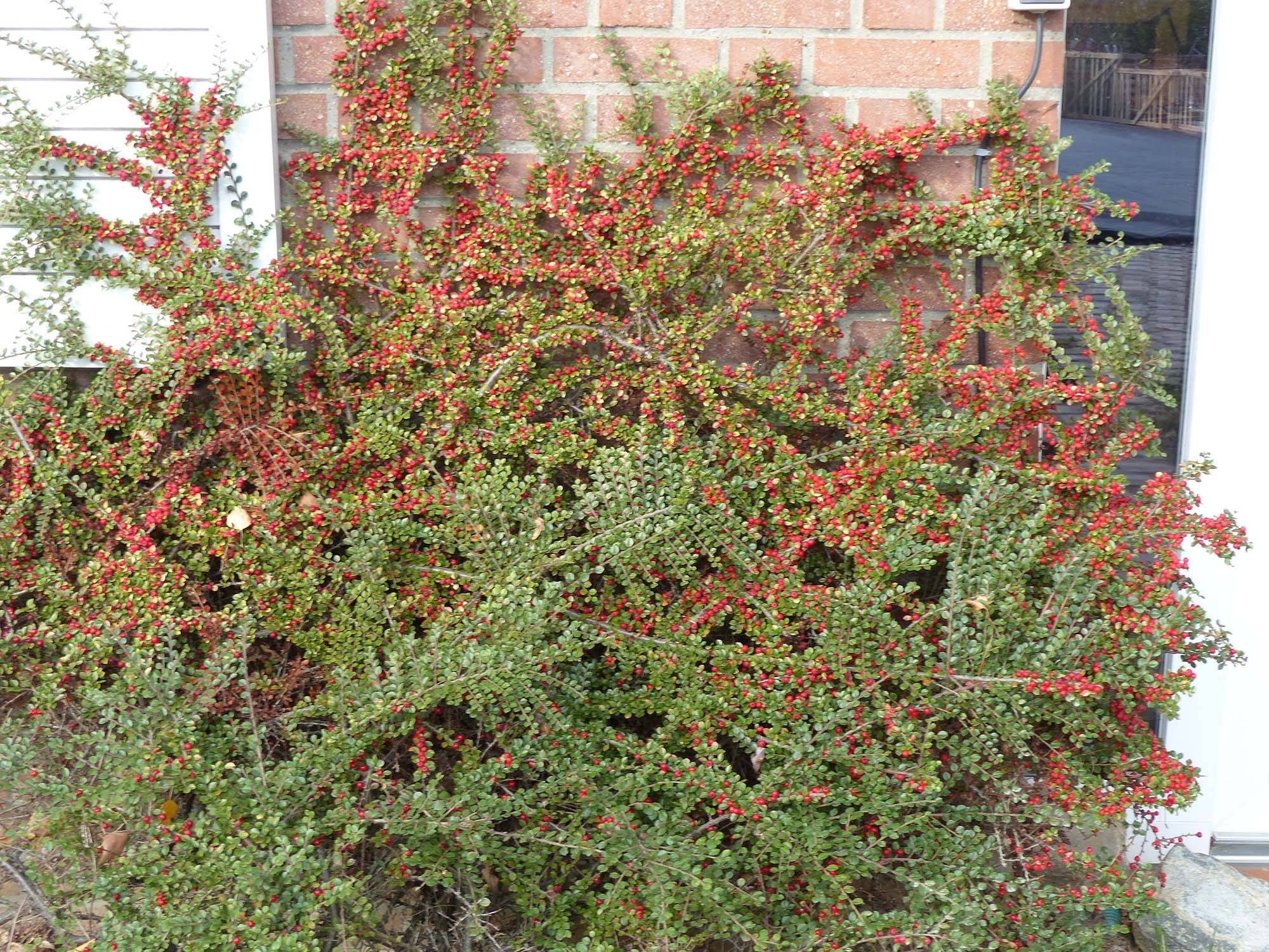 Cotoneaster horizontalis - Cotonéaster rampant Pot de 2L/3L - Image 1