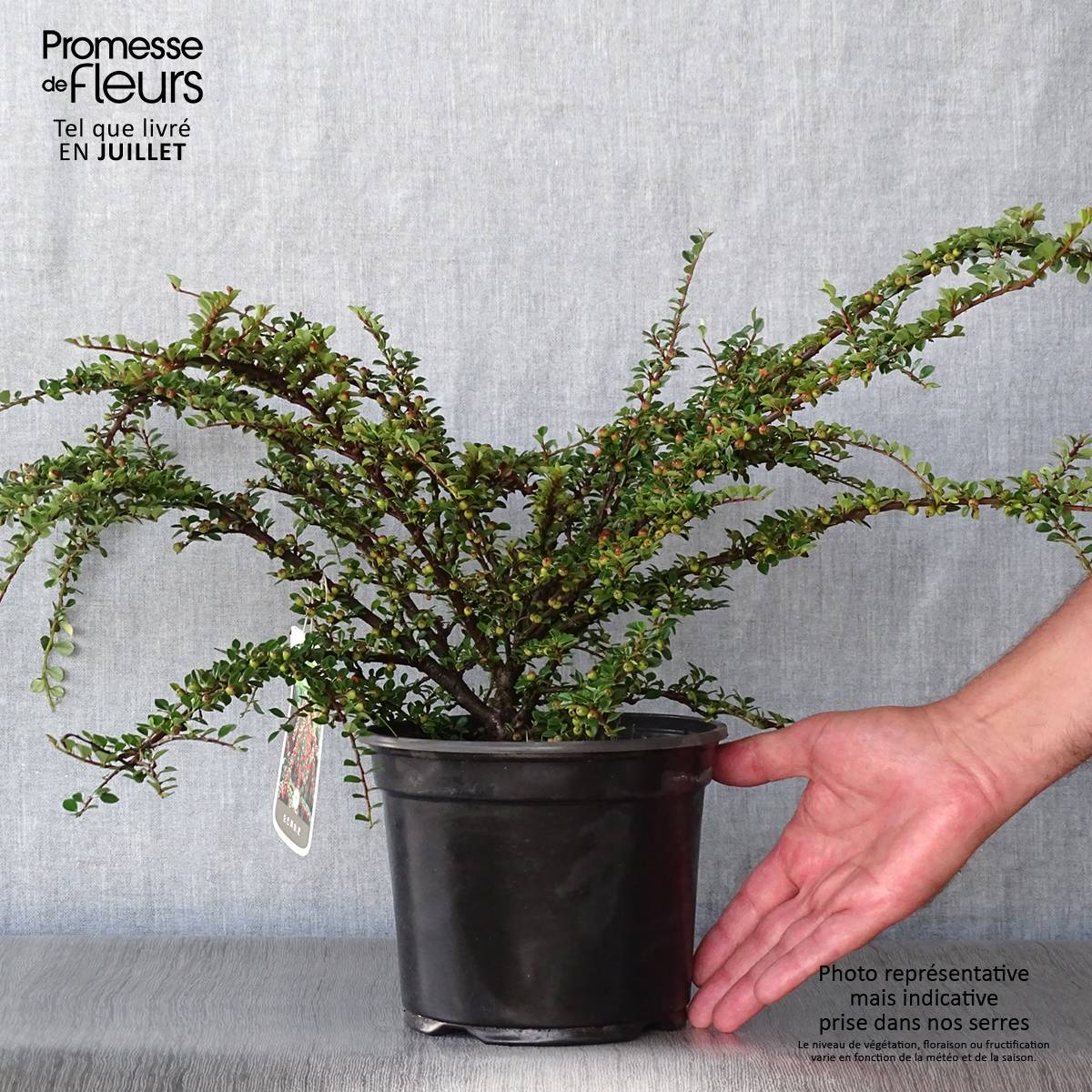 Cotoneaster horizontalis - Cotonéaster rampant Pot de 2L/3L - Image 2