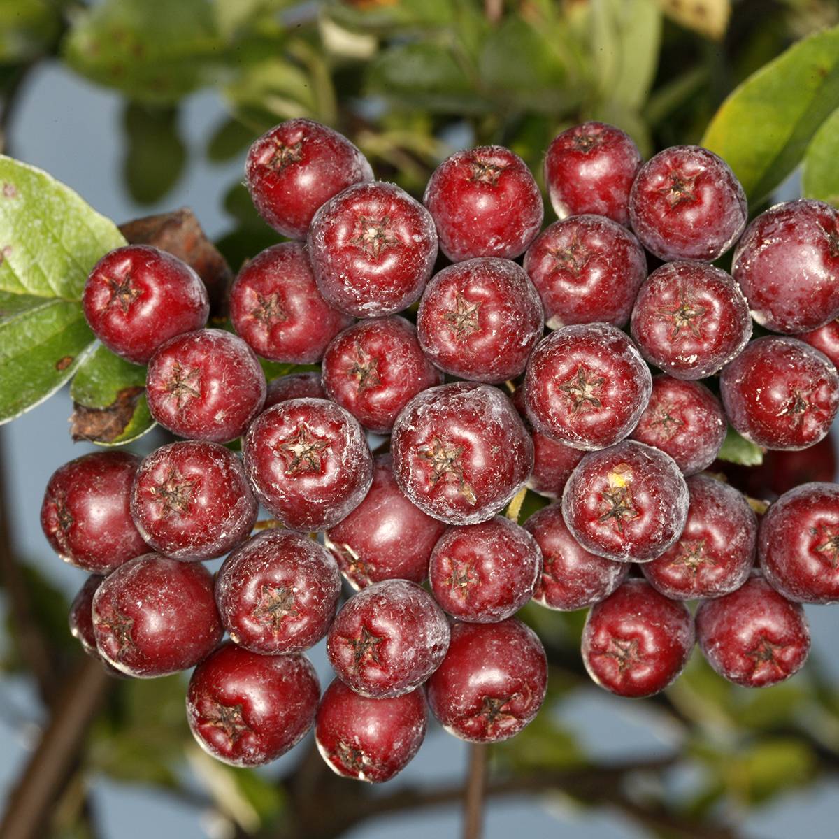 Sorbier hybride - Sorbus Grananatnaja (Granatnaja) Pot de 4L/5L