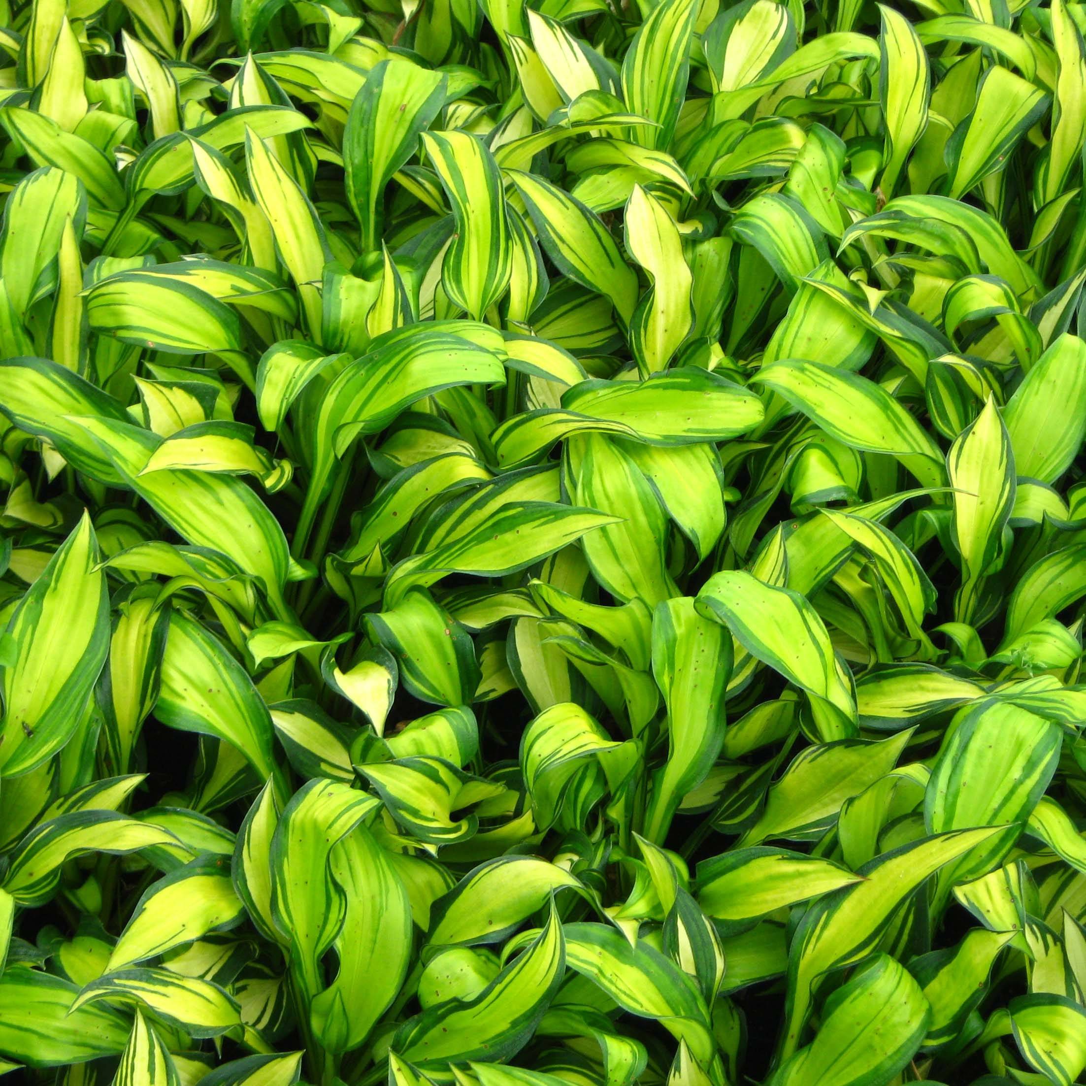 Hosta Rainbows End Pot de 1,5L/2L