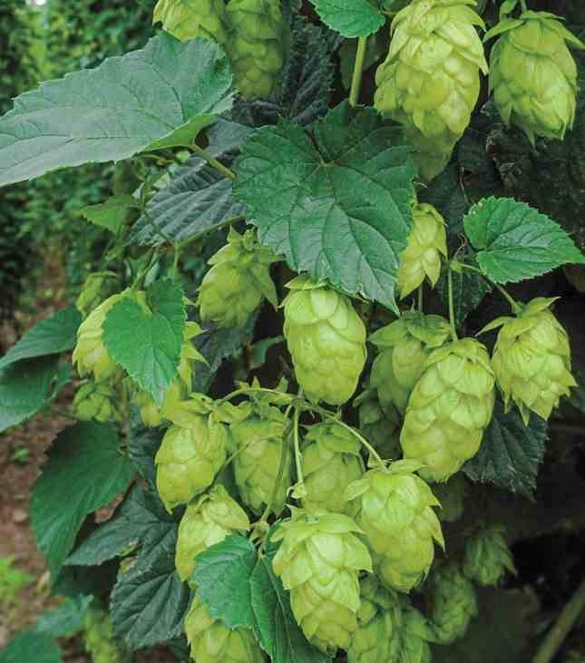 Sans Marque - Humulus lupulus (houblon) Taille:Pot de 2 litres - 20/40 cm - Couleur floraison:vert - Image 1