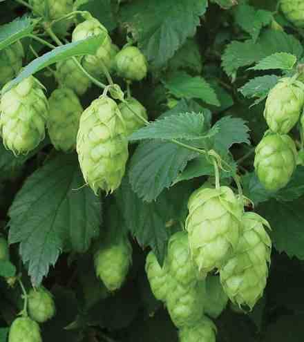 Sans Marque - Humulus lupulus (houblon) Taille:Pot de 2 litres - 20/40 cm - Couleur floraison:vert - Image 2