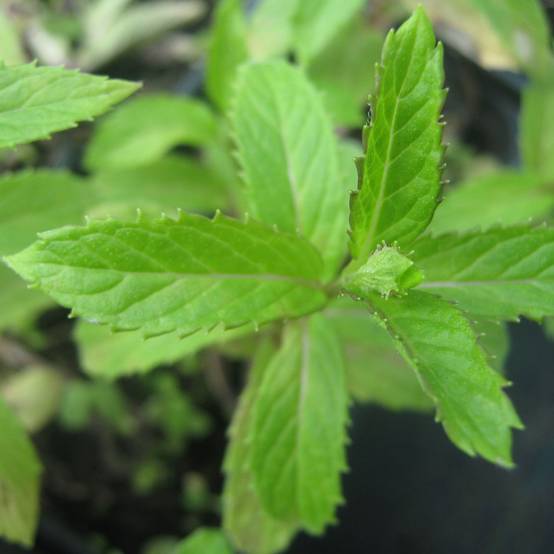 Menthe suriso BIO Godet de 8/9 cm