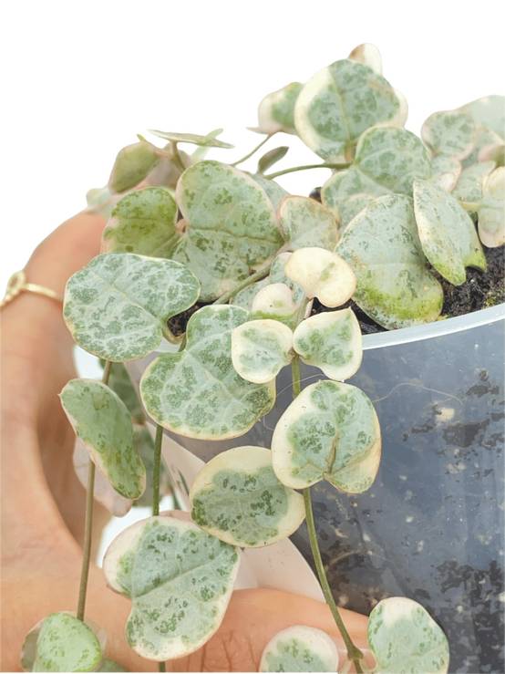 Ceropegia Woodii variegata - Pot de 6cm - Plantes d'intérieur - Image 7