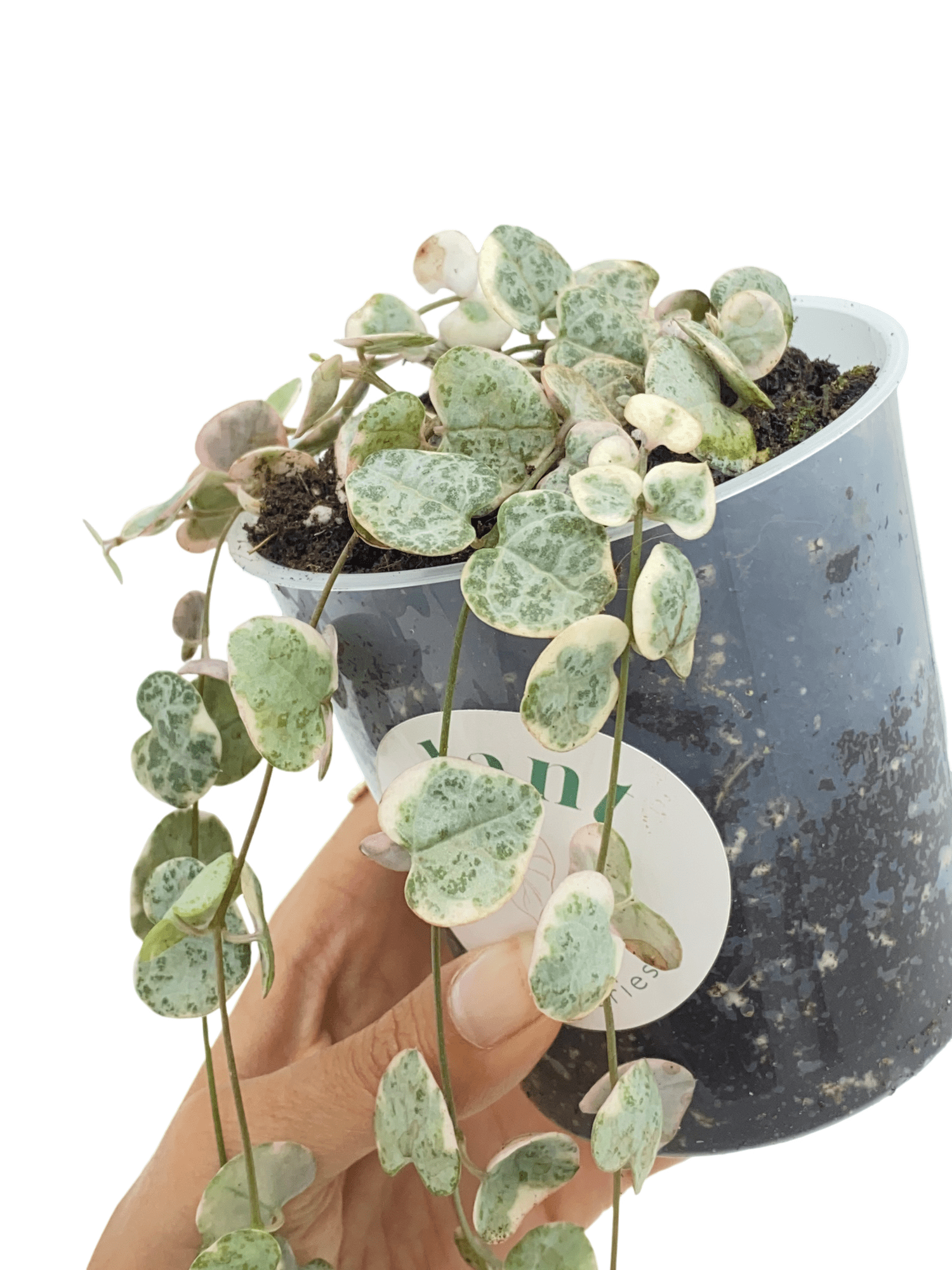 Ceropegia Woodii variegata - Pot de 6cm - Plantes d'intérieur - Image 8
