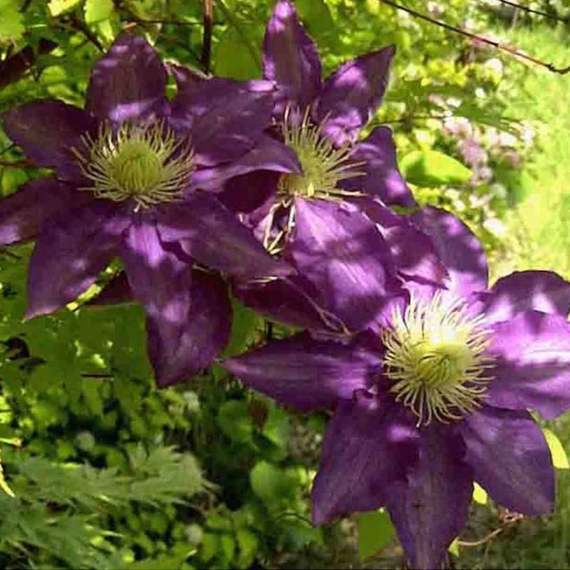 Clématite Couronne Royale à fleurs Bleue - feuillage Caduc - Pot de 1,5L - Tuteur bambou 30/60 cm-  hauteur à maturité De 2,50 m à 3,00 m - Imagen 2