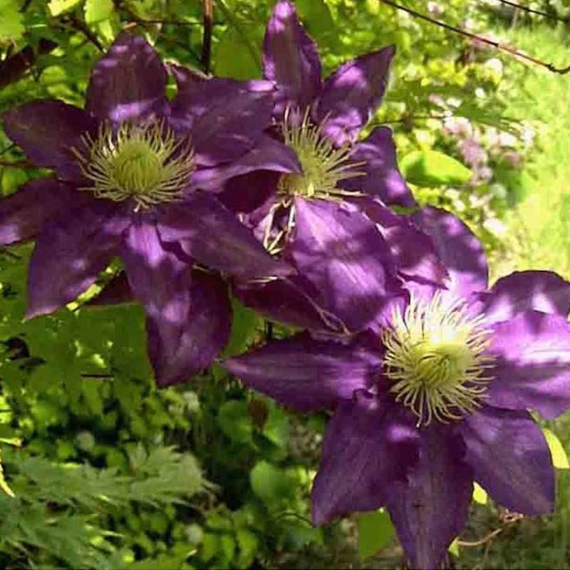 Clématite Couronne Royale à fleurs Bleue - feuillage Caduc - Pot de 1,5L - Tuteur bambou 30/60 cm-  hauteur à maturité De 2,50 m à 3,00 m - Imagen 6