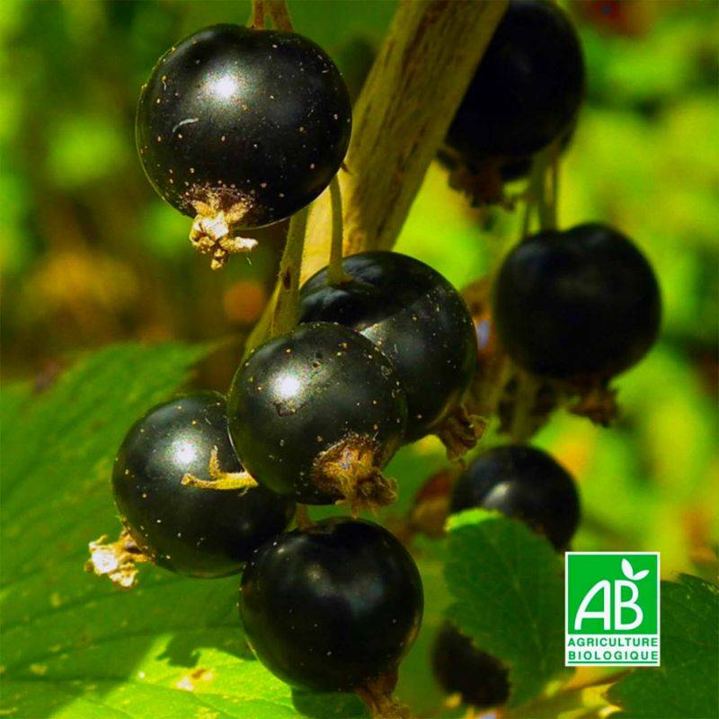 Cassissier 'Andega' BIO (Ribes nigrum 'Andega') - Godet 9cm - Pépinières Naudet - Image 1