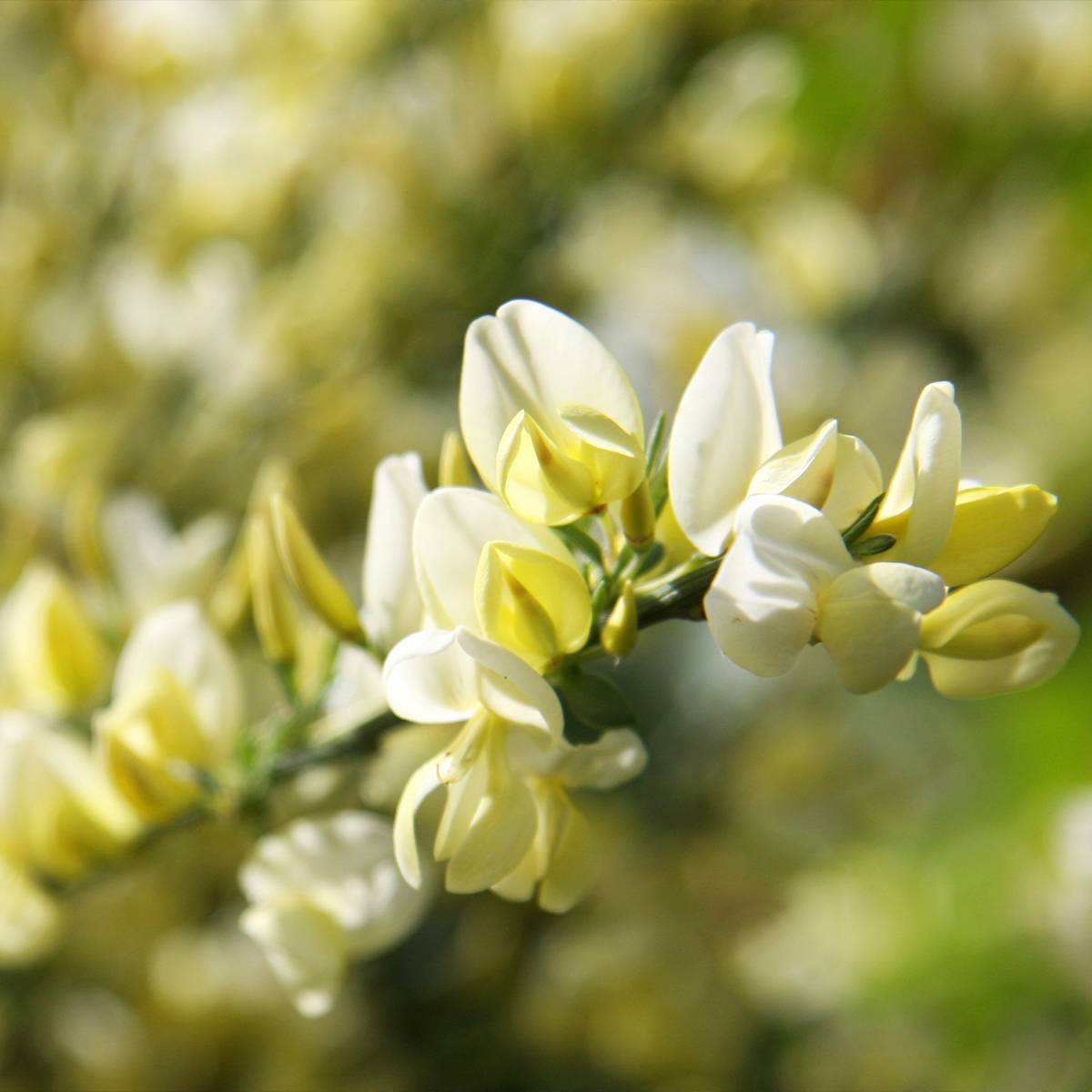 Promesse de Fleurs - Genêt précoce - Cytisus x praecox Pot de 2L/3L - Image 1